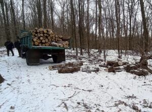злодії вкрали дерево дубу загальним об’ємом 2,5 метри кубічних