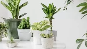 5 полезных и безопасных комнатных растений