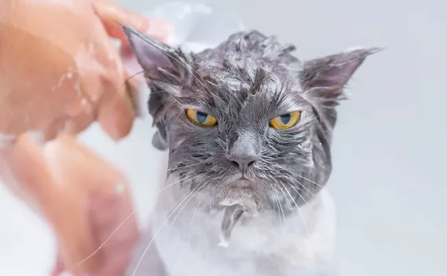 Як часто потрібно купати кота або собаку?