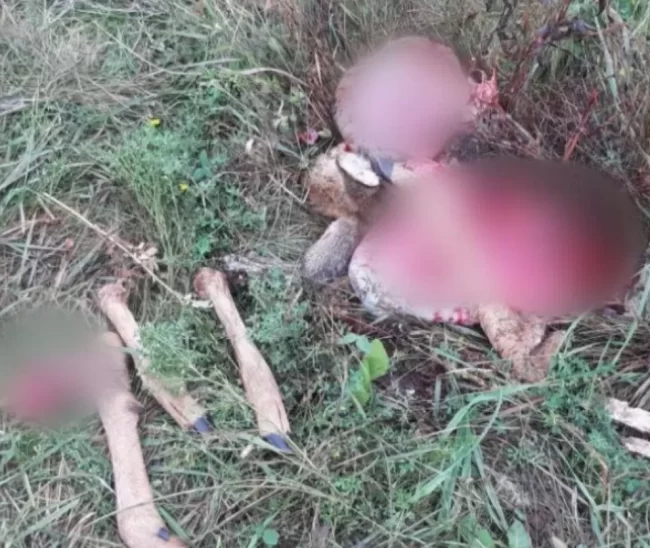 На Сумщині єгері затримали браконьєрів, які вбили козулю