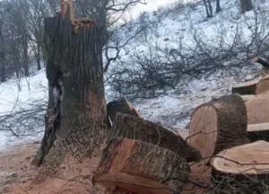 В Сумах спиляли історичну пам'ятку: сторічний дуб біля озера Чеха