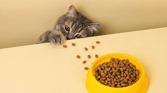 Склад котячого корму: на що звернути увагу
