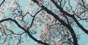 Прогноз погоди в Сумах 4 та 5 квітня