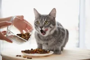 Корм для котів