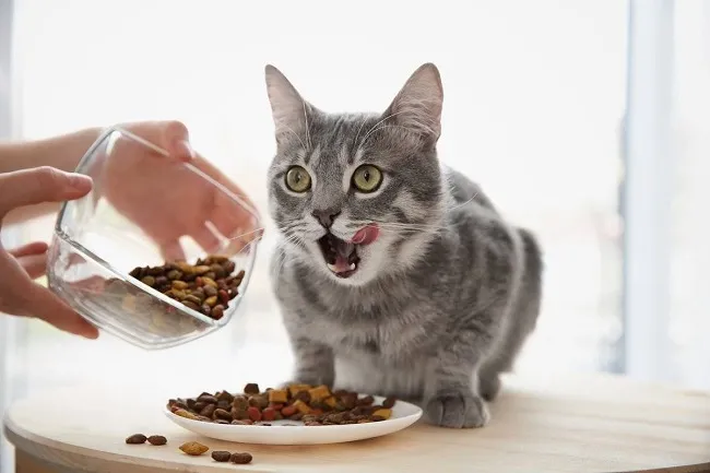 Корм для котів