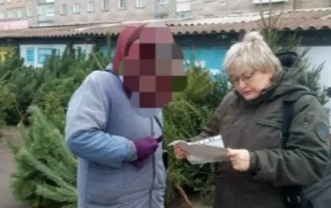 В Сумах викрили масштабну незаконну торгівлю новорічними ялинками