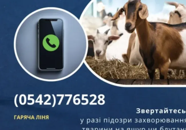 У Сумській області відкрито цілодобову гарячу лінію для повідомлень про підозру на ящур та блутанг у тварин