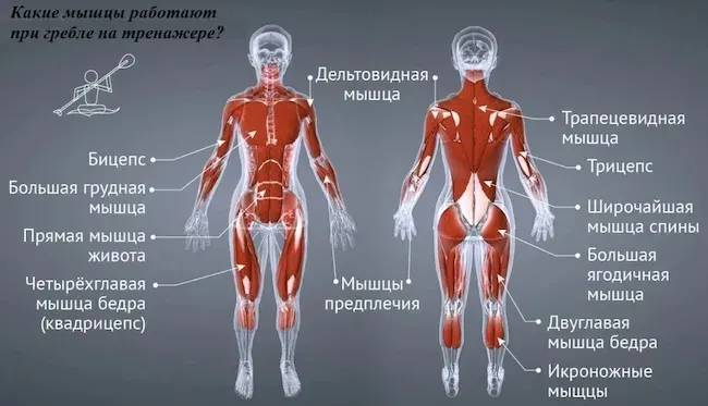 Преимущества и польза от гребного тренажера