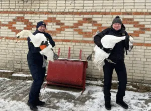 На озері Чеха в Сумах врятували чотирьох ослаблених лебедів