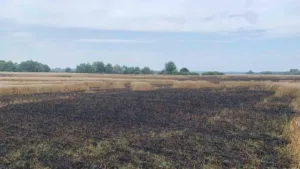 На Сумщині масштабні пожежі знищили зернові поля: оцінюють збитки