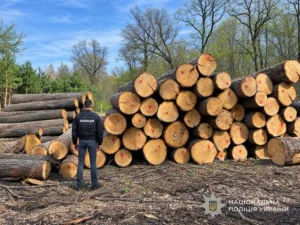 На Сумщині завершили розслідування оборудки з деревиною на 9 млн гривень